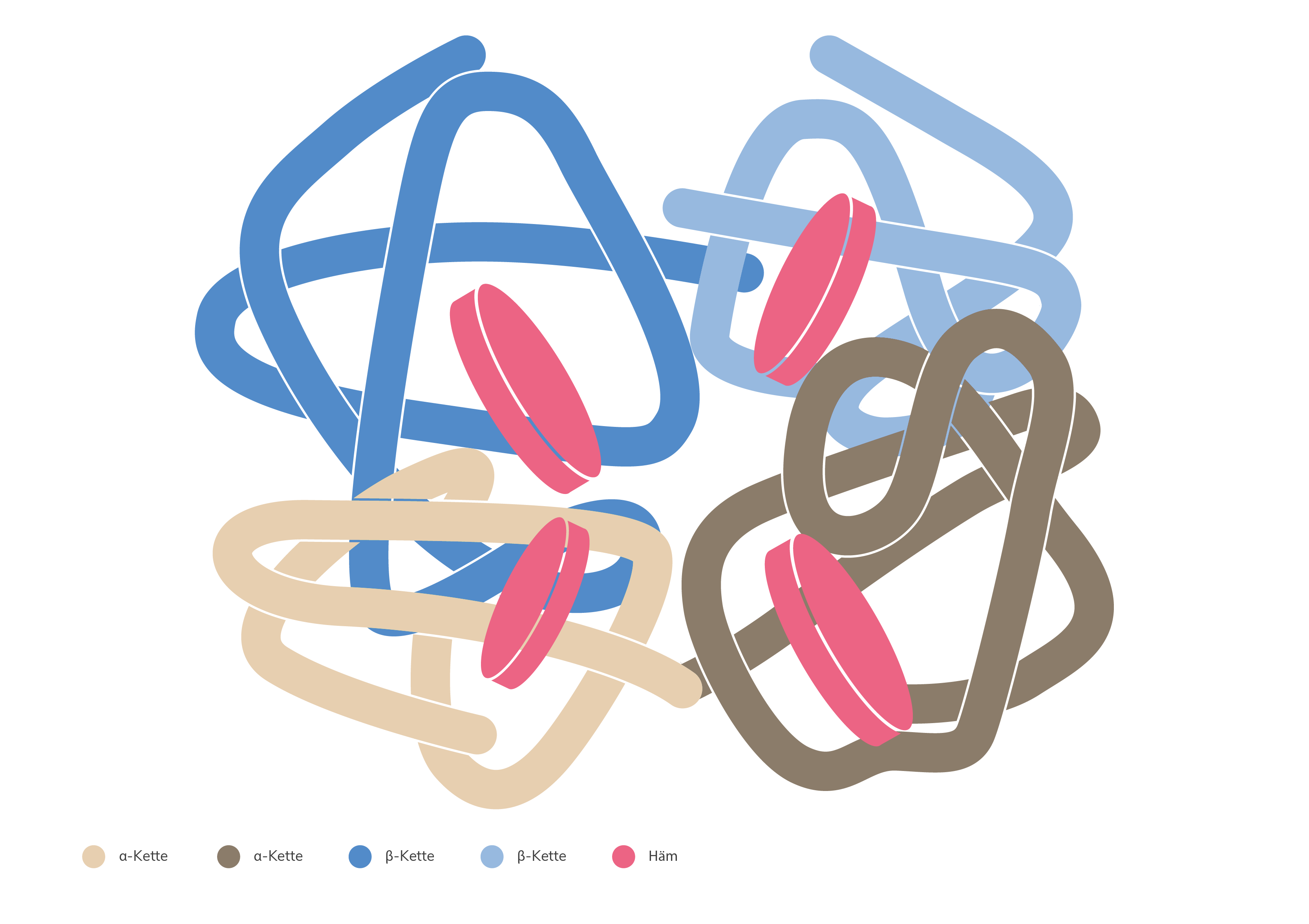 Struktur des HbA Hämoglobinmoleküls.
